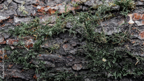 Moss on an old alder log