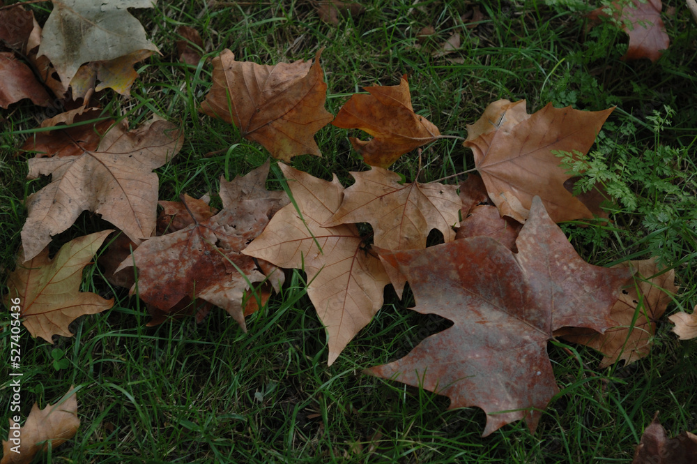 fallen autumn leaves fallen autumn leaves