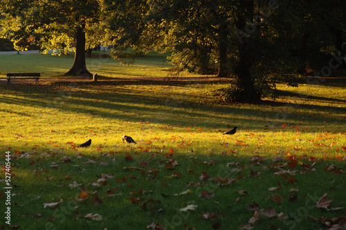 autumn in the park