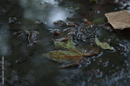 foliage in the water