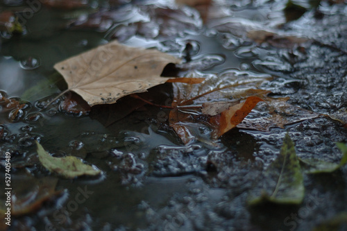 leaf on the water