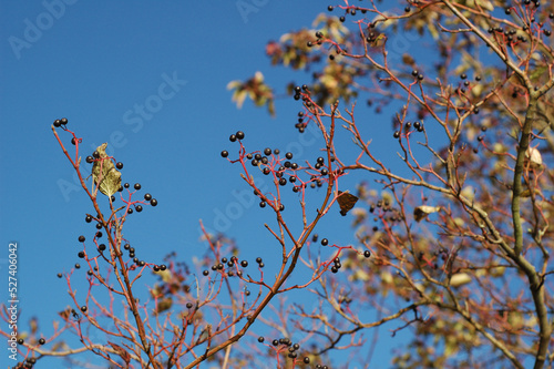 trees and sky
