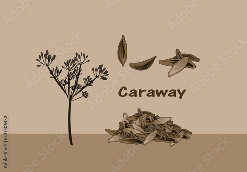 Caraway Indian and Pakistani Spice vector illustration