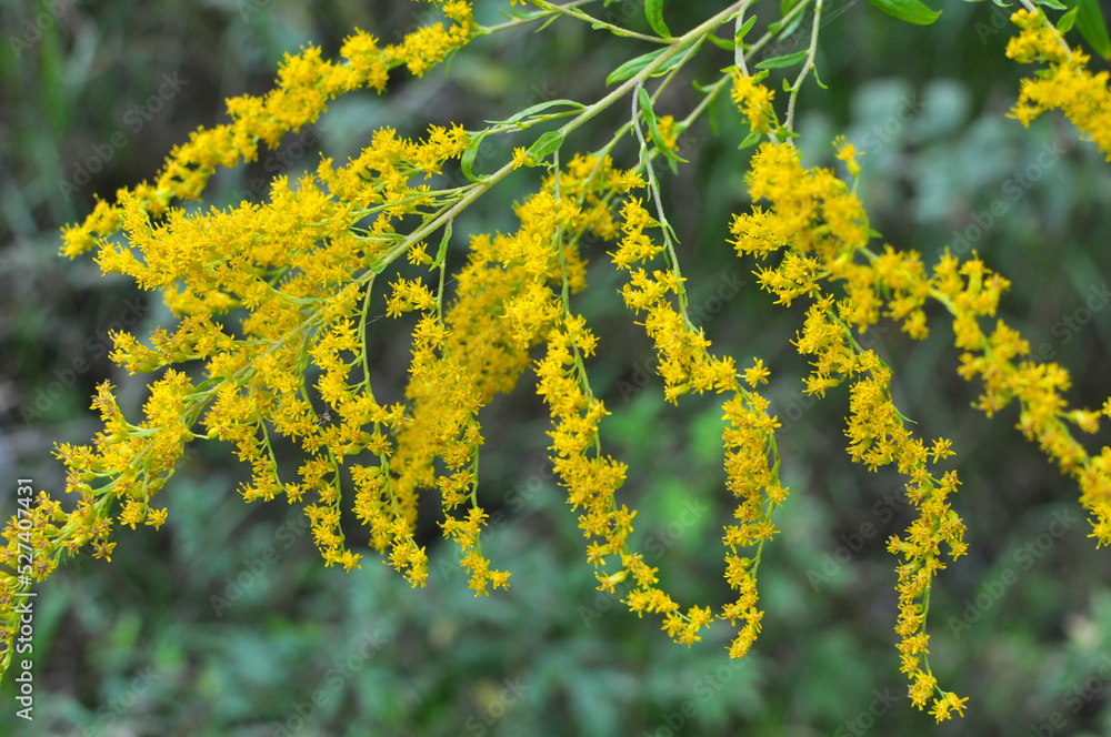 Obraz premium Solidago canadensis blooms in nature