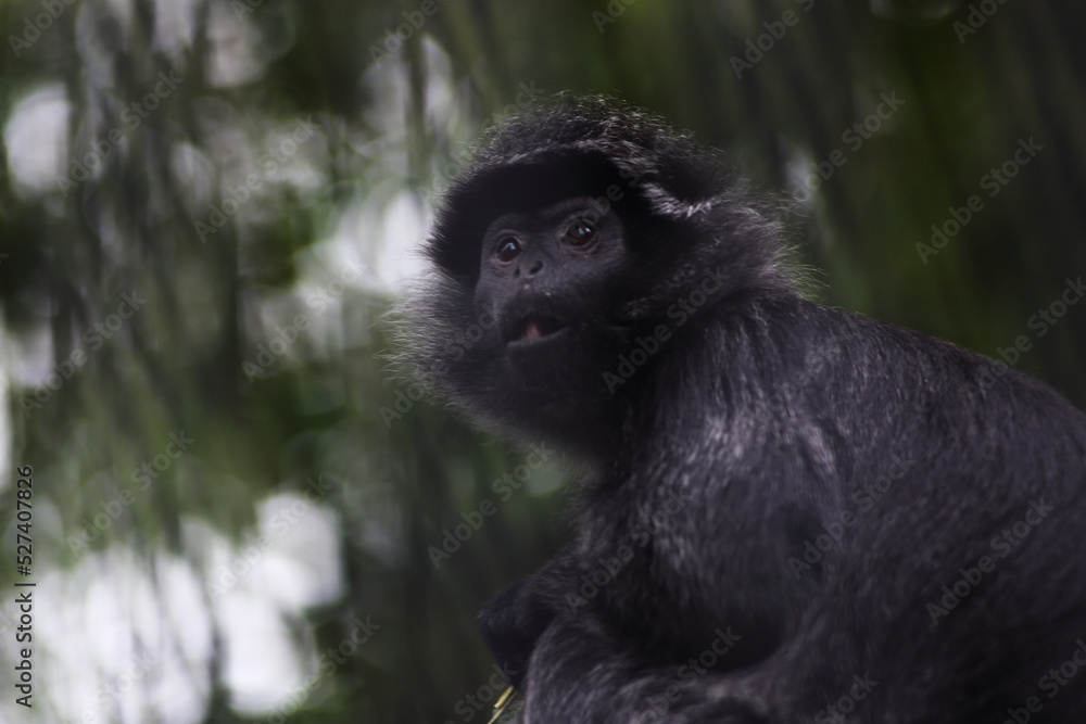 portrait of cute black Javan langur against green background