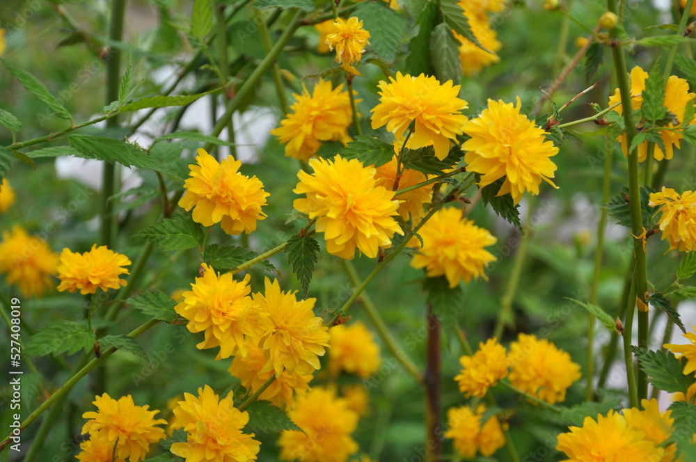 Kerria japonica bush blooms in the garden Kerria japonica bush blooms in the garden