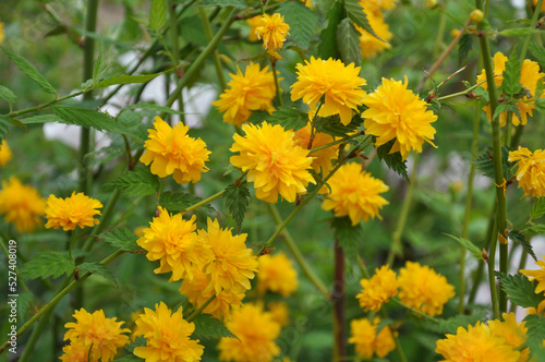 Kerria japonica bush blooms in the garden