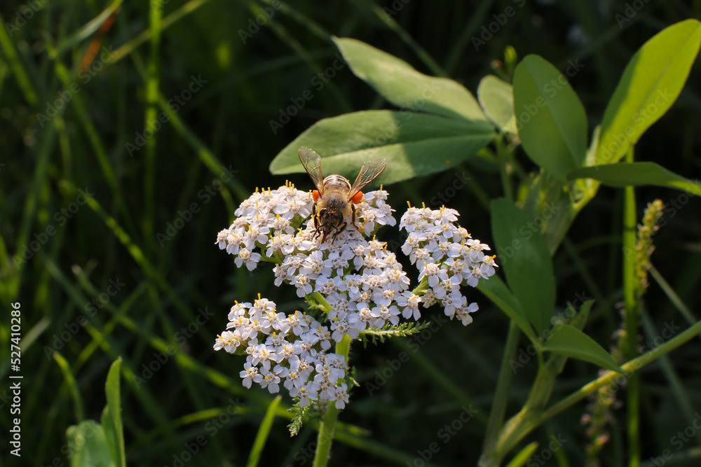 Floral blurred background, bee collects honey on yarrow flowers
Floral blurred background, bee collects honey on yarrow flowers