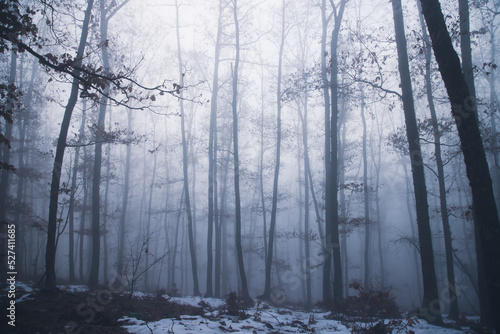 Mist in the woods at winter