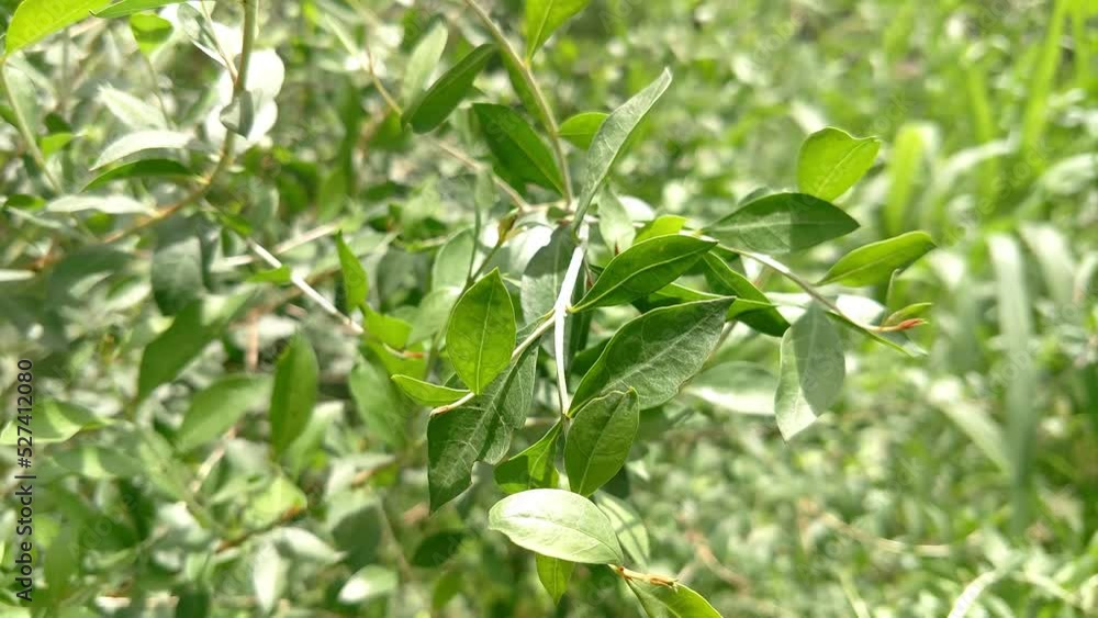 plant leaf close up garden plant leaf close up garden