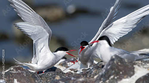 Fotografie, Obraz Close-up Of Bird Flying Over Lake