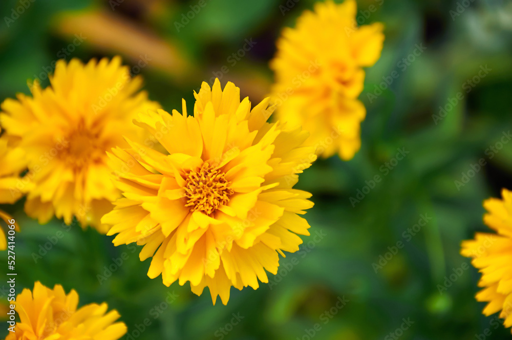 Yellow coreopsis in the summer garden close-up Yellow coreopsis in the summer garden close-up