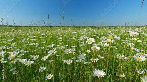 Panorama chamomile field. Romantic summer rural landscape. Field of daisies and perfect sky. Slow motion. photo