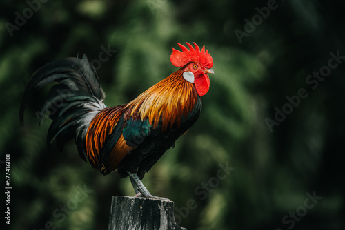 Photo Close-up Of Rooster