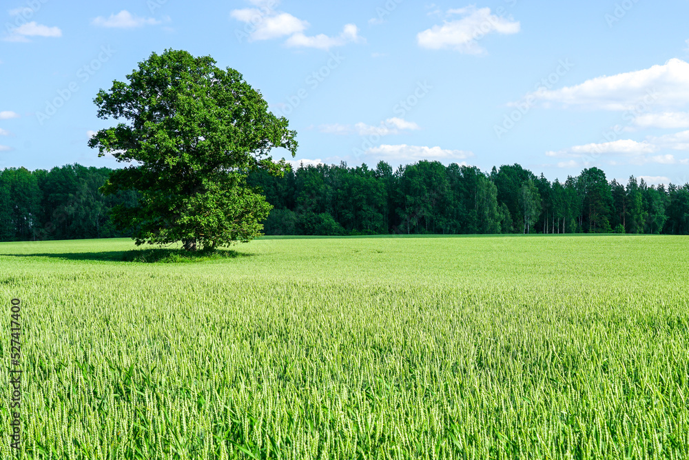 Fototapeta premium An oak tree in the middle of a wheat field against a background of forest and blue sky