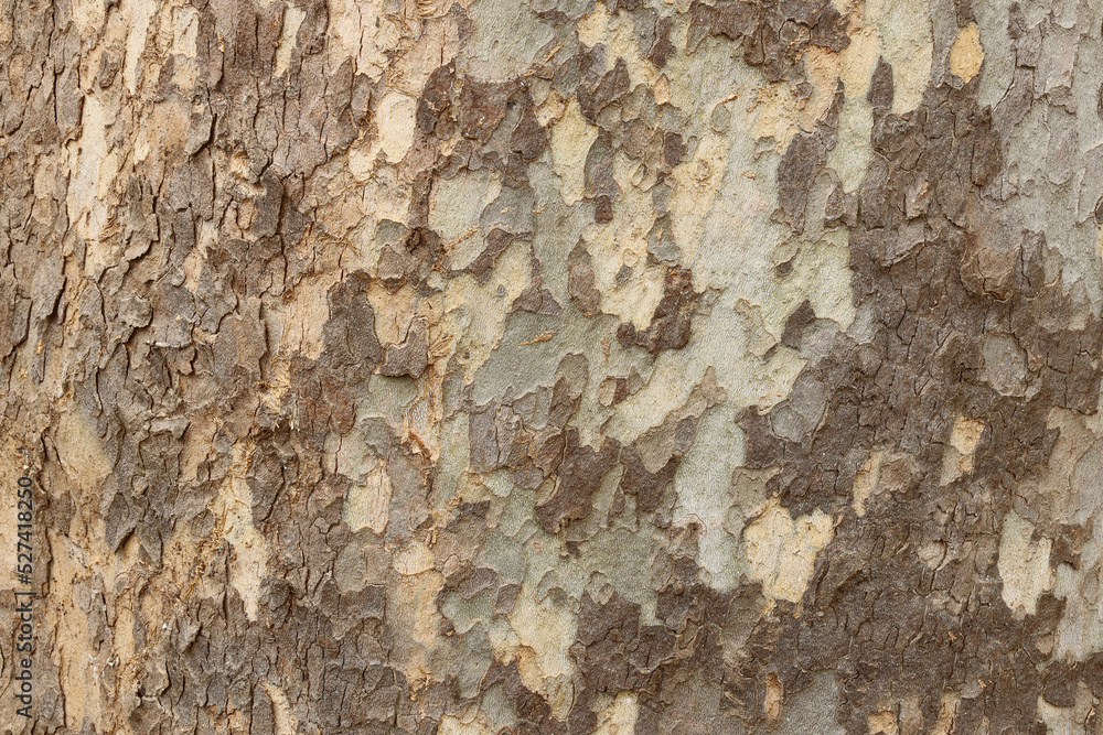 tree trunk texture photo tree trunk texture photo