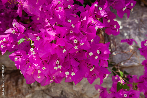 Fotobehang Close-up of multi-flowered pink bougainvillaea.