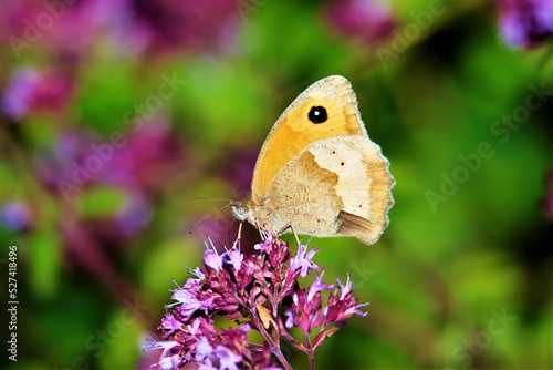 Gros Plan sur un papillon Myrtil butinant.
 photo