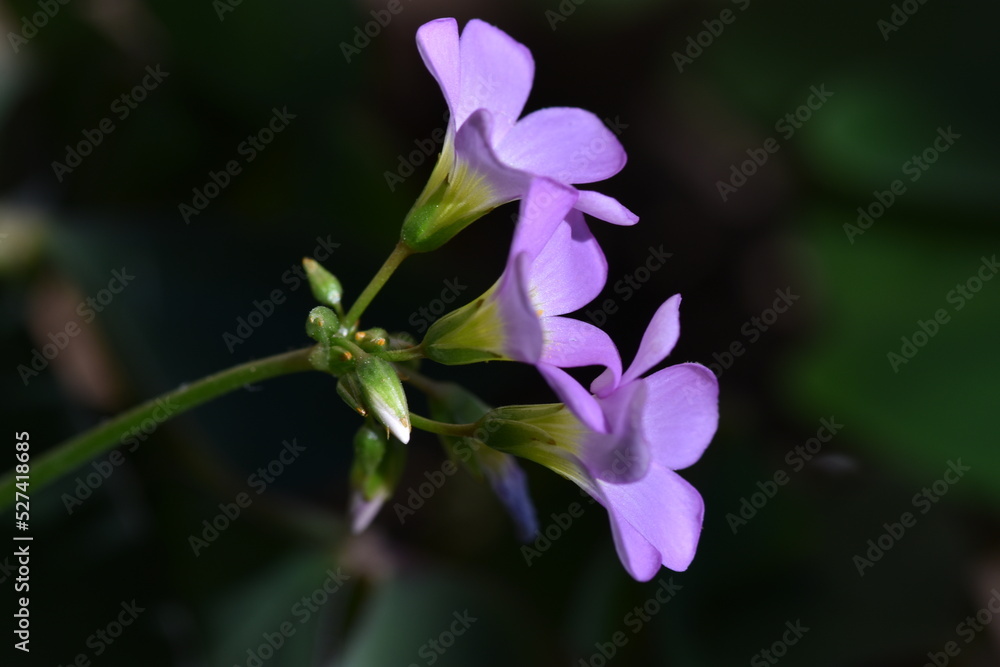Fototapeta premium Flores violetas de trébol