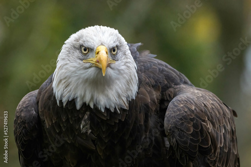 Close-up Of Eagle Fototapet