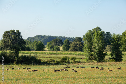 Flock of Canadian geese feeding in an overgrown pasture in the farmland of Amish country, Ohio