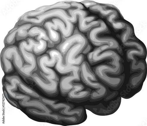 Brain illustration