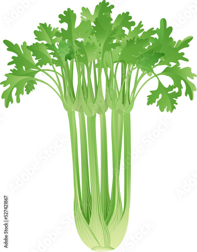 Bunch of celery illustration