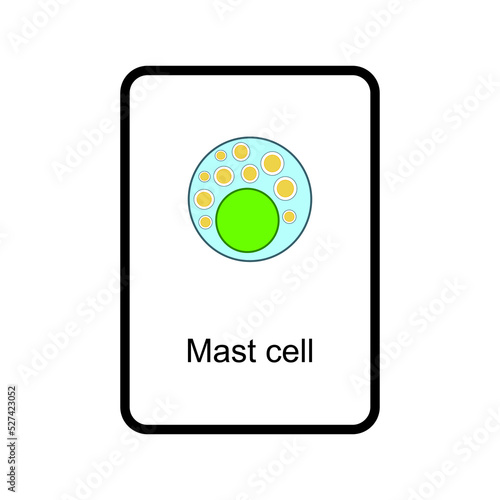 Mast cell cellular schematic structure vector illustration, eps10 icon