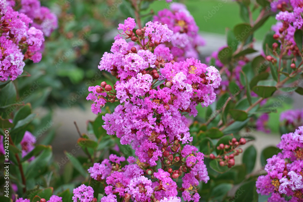 Lagerstroemia indica, or Crepe Myrtle in flower.