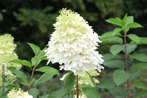 Photos Hydrangea paniculata 'Phantom' in flower.