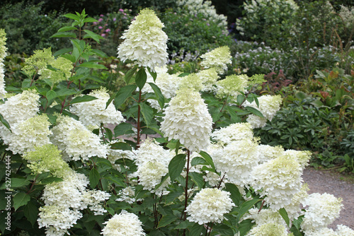 Fotografía Hydrangea paniculata 'Phantom' in flower.