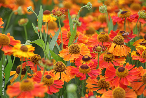 Helenium 'Waltraut'  in flower. photo