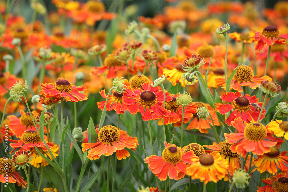 Helenium 'Waltraut' in flower. Helenium 'Waltraut' in flower.