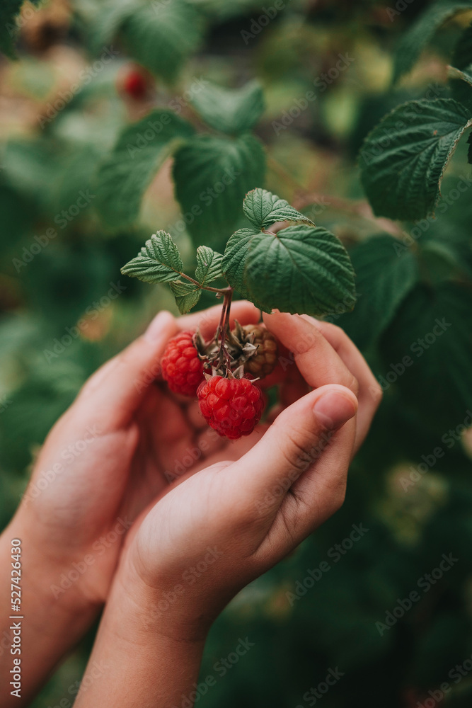 Child hands holding fresh red raspberries on a branch. Child hands holding fresh red raspberries on a branch.