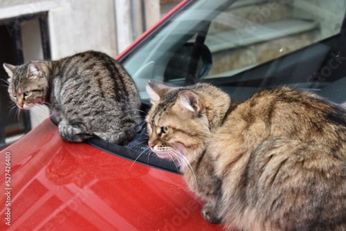 cats on the car