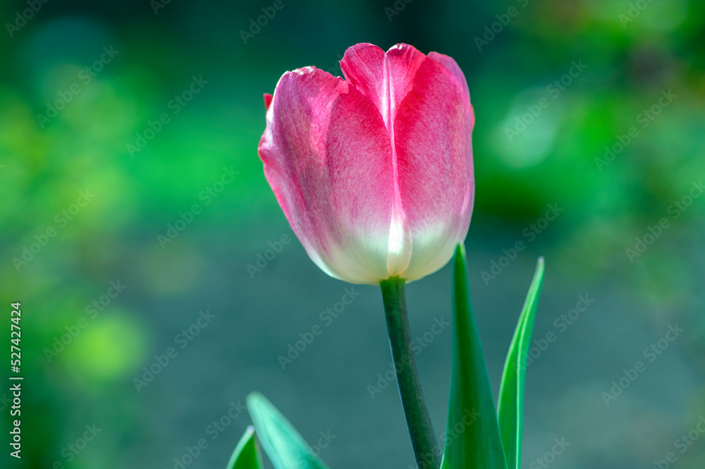 Pink red white color country Darwin tulips in bloom, bouquet of springtime flowering plants in the ornamental garden Pink red white color country Darwin tulips in bloom, bouquet of springtime flowering plants in the ornamental garden