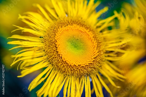 Closeup of a yellow horse-heal flower and its petals photo