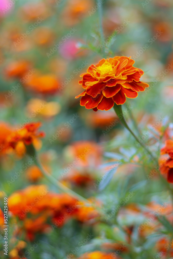 red and yellow flowers
