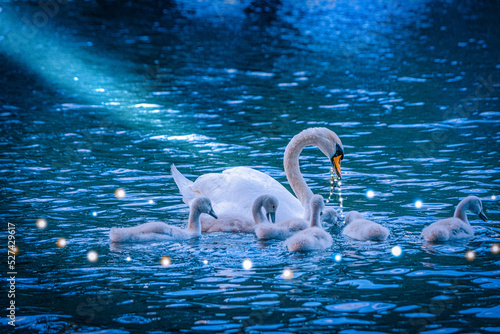 Fototapeta Naklejka Na Ścianę i Meble -  swan family in the water