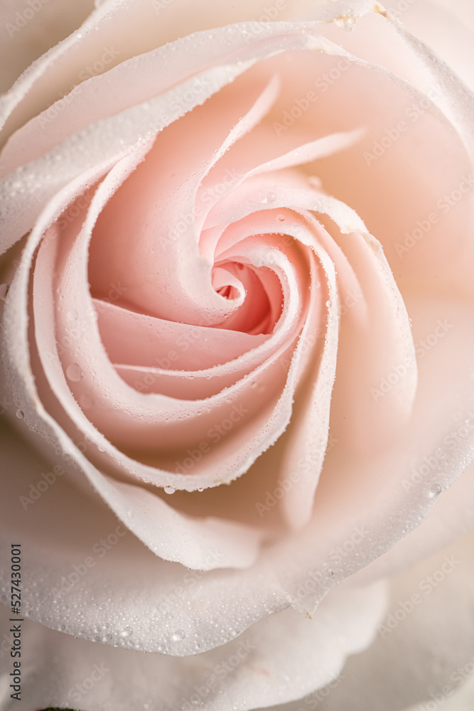 Details of a pink blooming rose. Details of a pink blooming rose.