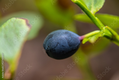 Macro photo of a blueberry in the forest.
