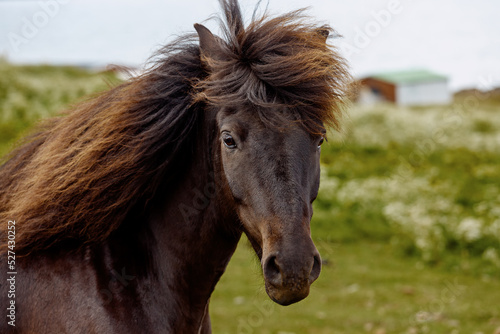 Portrait of a beautiful Icelandic brown horse. Iceland © Nataliya
