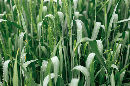 Wheat field after rain. Green wheat ears and stem in water drops close up. Agriculture. Summer in countryside  floral wallpaper. Rye crop