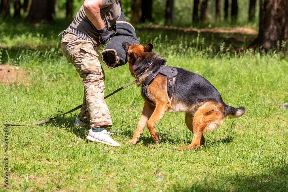 German Shepherd attacking dog handler during aggression training. German Shepherd attacking dog handler during aggression training.
