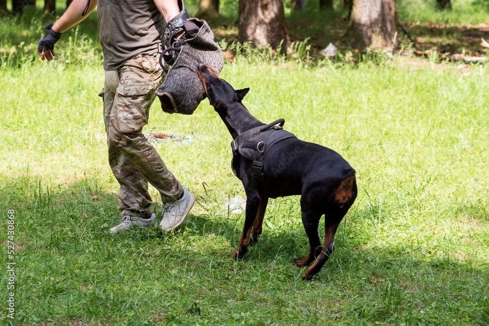 Doberman with a cynologist, in attack training, in the face. Doberman with a cynologist, in attack training, in the face.