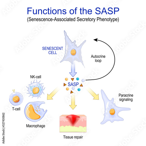 Cellular senescence. Functions of the SASP