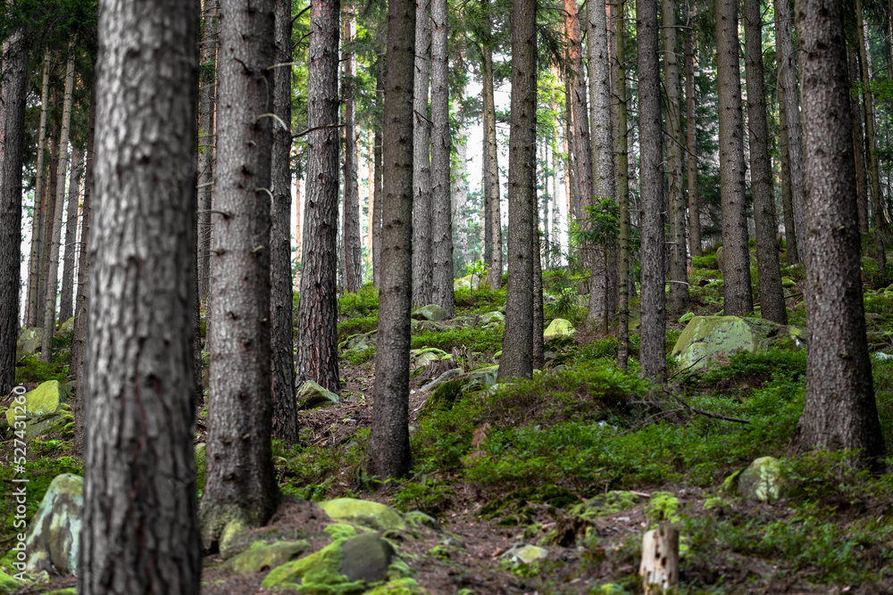 Dark dense forest with stones overgrown with moss Dark dense forest with stones overgrown with moss
