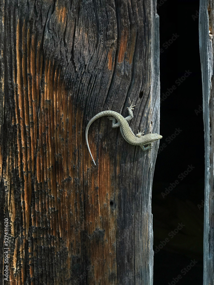 Lizard on a wooden door. Reptile. Lizard on a wooden door. Reptile.