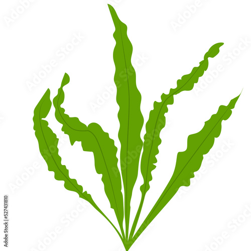 Cute aquarium plants. Vector illustration in cartoon style