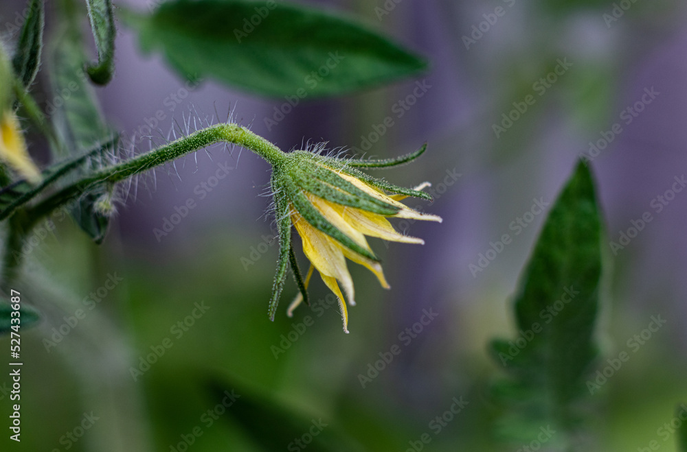 The flower of tomato getting ready for the season, Mississauga, ON, Canada